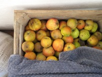 Lageräpfel in der Holzkiste Ende März