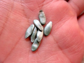 Türkis-metallicfarbene Acur-Samen, abgefahren oder?