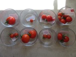 Verkostung der frühesten Tomaten